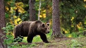 Medveď: druh, chov, potraviny, biotop, fotografie, video, popis, štruktúra